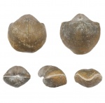 Choristites mosquensis