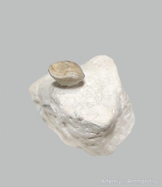 подольский горизонт, Composita, Composita humerosa, Athyridida
