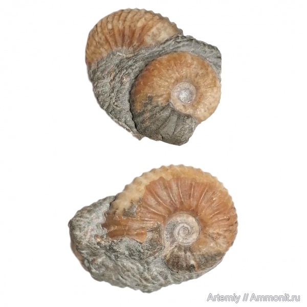 Parahoplites, Parahoplitidae