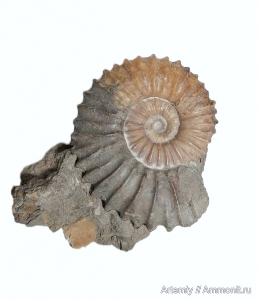 Acanthohoplites, Parahoplitidae