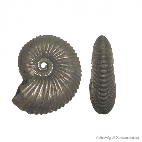 Pseudocadoceras, Cadoceratinae, Pseudocadoceras boreale, Cardioceratidae