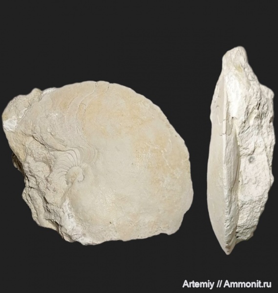 подольский горизонт, Pseudostenopoceras