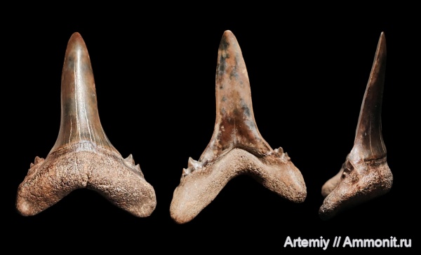 зубы, акулы, Mennerotodus, приабон, Borealotodus, Borealotodus borealis, Jaekelotodontidae