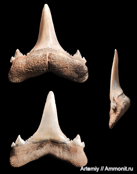 зубы, хрящевые рыбы, акулы, Mennerotodus, приабон, Borealotodus, Borealotodus borealis, Jaekelotodontidae