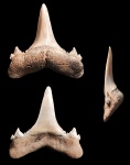 Borealotodus (Mennerotodus) borealis