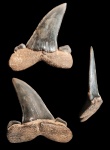 Боковой Striatolamia macrota