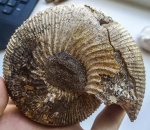 Kepplerites aigii