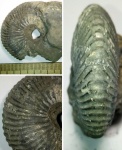 Cadoceras sp.
