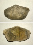 Раковина брахиоподы