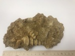 Nerinea sp. Ex. gr. Bella Pcel. Армения. Араратский регион