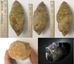 Actaenoina cf. acuta Orb. Армения. Араратский регион