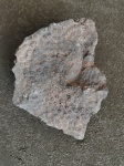 Fillipsastrea sp. Армения, Араратский регион