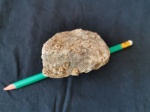 Waggenophyllum indicum.  Армения. Араратский регион