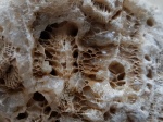 Actinocyathus sp. Actinocyathus sp.