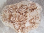 Коралл Actinocyathus sp. Коралл Actinocyathus sp.