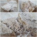 Большой фрагмент колонии Chaetetes sp.