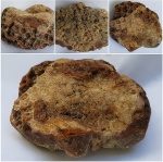 Колония Petalaxis sp.