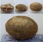 Огромная!!! Брахиопода. Semiplanus? Прошу помощи в определении
