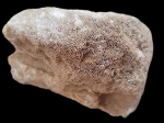 Губка Chaetetes sp.