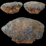 Колониальный коралл Petalaxis donbassicus