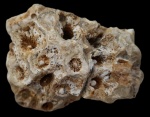 Коралл Actinocyathus sp. Коралл Actinocyathus sp.