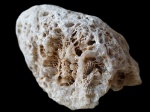 Коралл Actinocyathus sp. Коралл Actinocyathus sp.