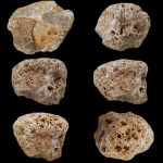 Колония Chaetetes sp. с базальным слоем