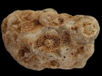Actinocyathus sp. Actinocyathus sp.