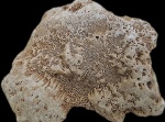 Губка Chaetetes sp.