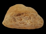 Одиночный коралл