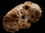 Chaetetes sp.