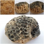 Колониальный коралл Actinocyathus sp.