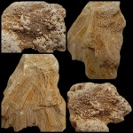Губка Chaetetes sp.