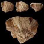 Обрастание колонии коралла Petalaxis sp. губкой Chaetetes sp.