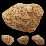 Колониальный коралл Ivanovia sp. Колониальный коралл Ivanovia sp.