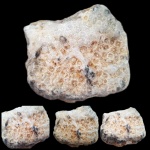 Колониальный коралл petalaxis sp.