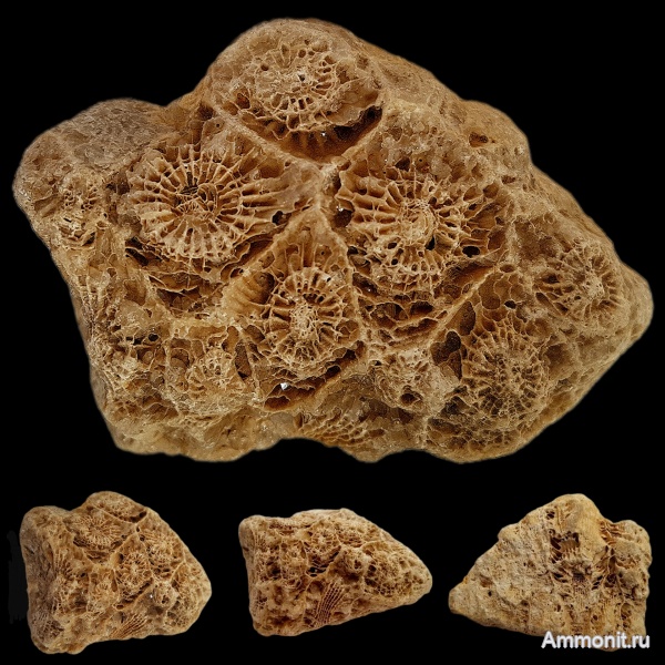 карбон, кораллы, каменноугольный период, Подмосковье, Actinocyathus