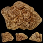 Actinocyathus sp.