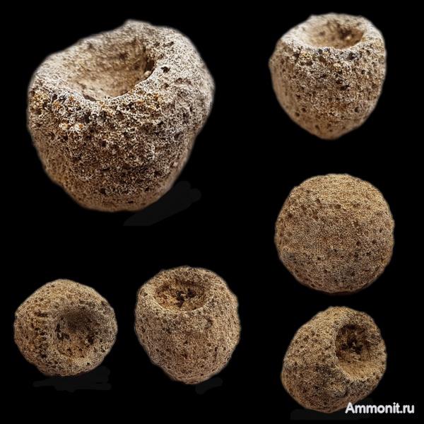 ордовик, губки, ордовикский период, Siphonia cylindrica, Siphonia, Ordovician
