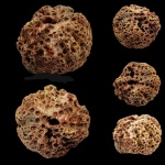 Astylospongia praemorsa