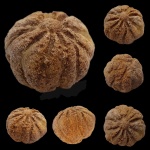 Caryospongia edita