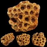 Коралл Petalaxis sp.