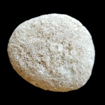 Мшанка Polypora и части стеблей морских лилий