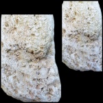 Фрагменты карбоновых мшанок Polypora