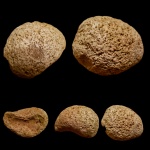 Колония Chaetetes sp.