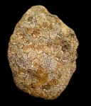 Колониальный коралл Petalaxis donbassicus