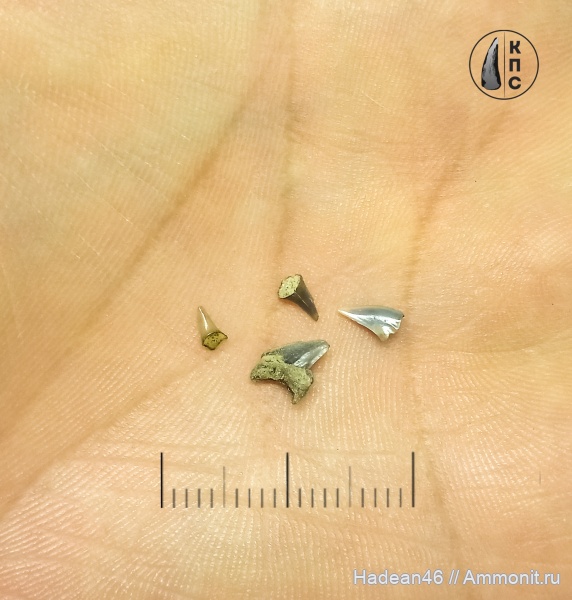 сеноман, Lamniformes, Курская область, Ржавая Плота, КПС