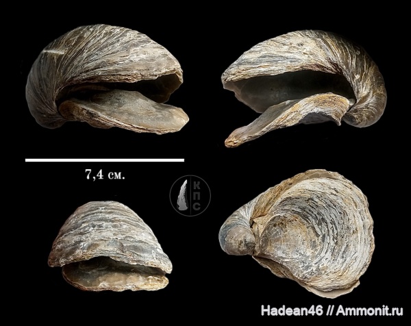 юрский период, двустворчатые моллюски, Gryphaea, Gryphaea dilatata, Gryphaeidae, Орёл, КПС, Голубые озёра