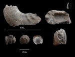 Фрагмент Kepplerites 2