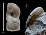 Фрагмент Ptychophylloceras